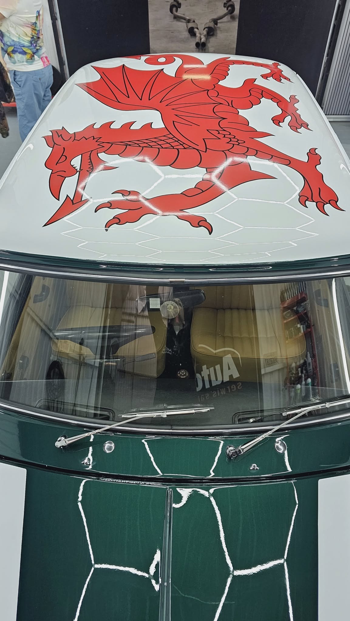 Smok walijski - widok 2